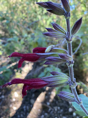 Salvia longistyla