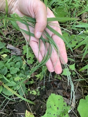 Muhlenbergia mexicana
