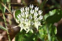 Asclepias curtissii