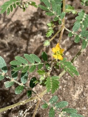Kallstroemia californica