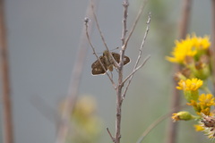 Panoquina errans