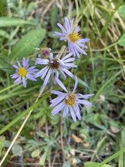 Symphyotrichum spathulatum
