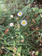 Erigeron strigosus