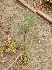 Asparagus officinalis