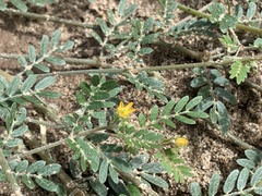 Kallstroemia californica