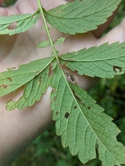 Agrimonia gryposepala