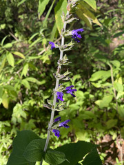 Salvia mexicana