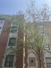 Gleditsia triacanthos