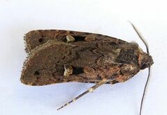 Hexorthodes agrotiformis