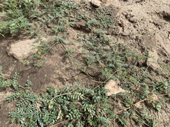 Kallstroemia californica