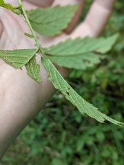 Agrimonia gryposepala