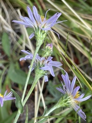 Symphyotrichum spathulatum