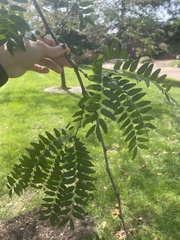 Gleditsia triacanthos