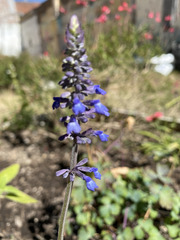 Salvia lavanduloides