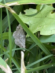 Frederickia nigricomma