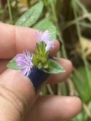 Elephantopus tomentosus
