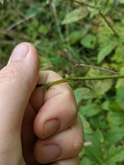 Agrimonia gryposepala