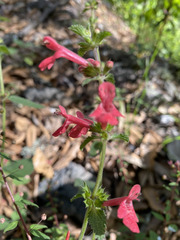 Stachys coccinea