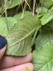 Elephantopus tomentosus