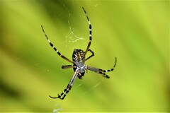 Argiope florida