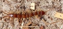 Lithobius