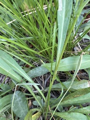 Symphyotrichum spathulatum