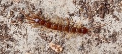 Lithobius