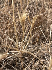 Hordeum murinum