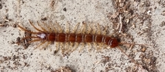 Lithobius