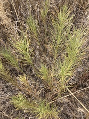 Asclepias