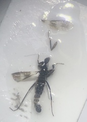 Tachydromia annulimana