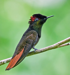 Chrysolampis mosquitus