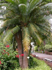 Cycas circinalis
