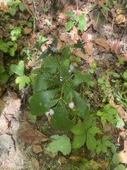 Elephantopus tomentosus