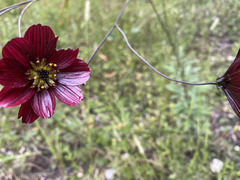 Cosmos scabiosoides