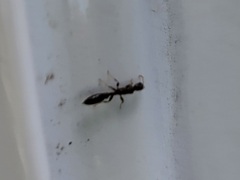 Pseudomyrmex