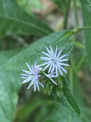 Elephantopus tomentosus