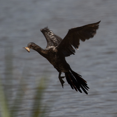 Microcarbo africanus