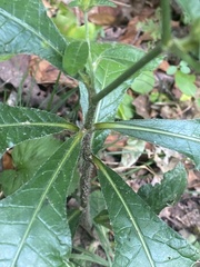 Elephantopus tomentosus