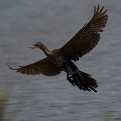 Microcarbo africanus