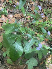 Elephantopus tomentosus