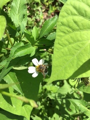 Megachile albitarsis