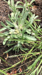 Gnaphalium uliginosum