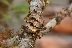 Lobariaceae