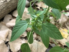 Acalypha neomexicana