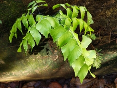 Adiantum trapeziforme