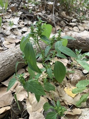 Acalypha neomexicana
