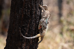 Acanthocercus atricollis