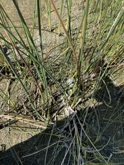 Schoenoplectus acutus