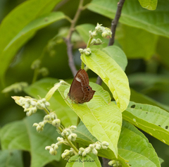 Abisara bifasciata